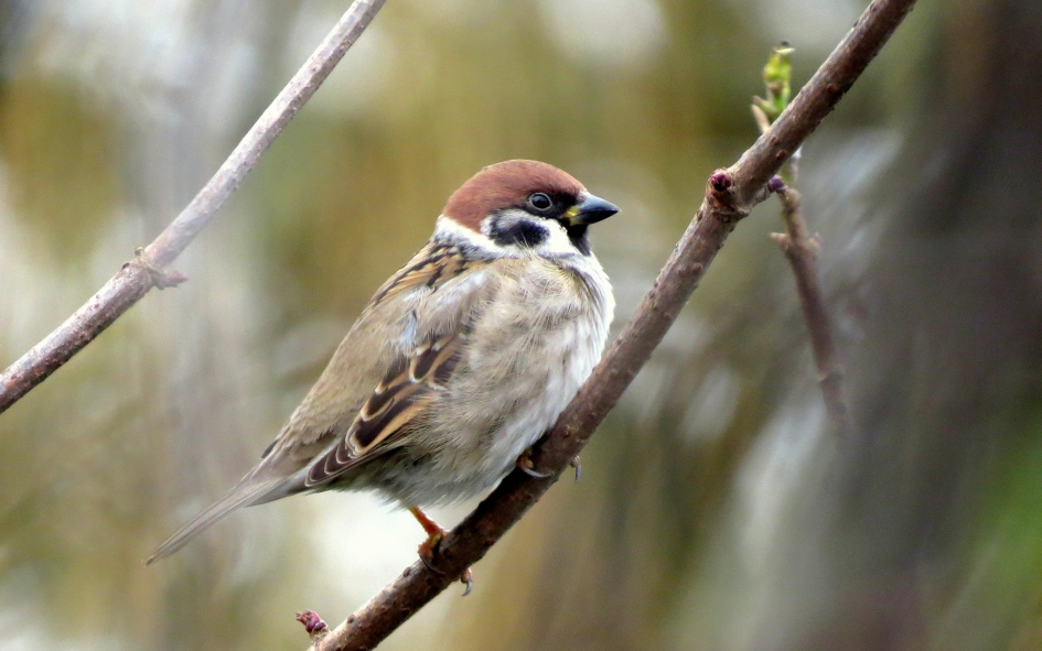 Puber - Vogels - Ringmus