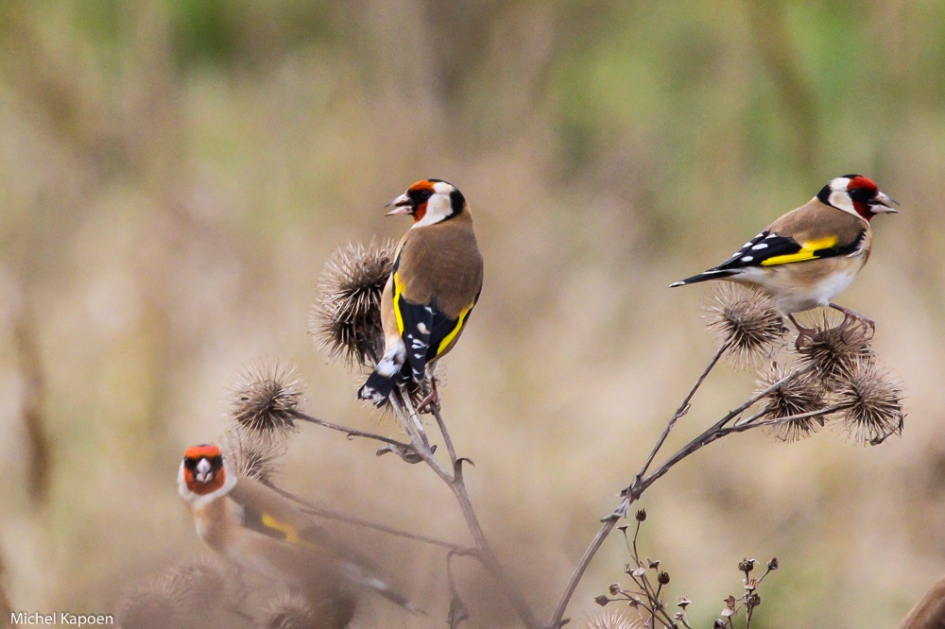 Putter - Vogels - Putter