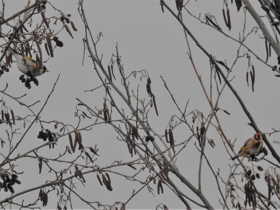 Putters - Vogels - Putter