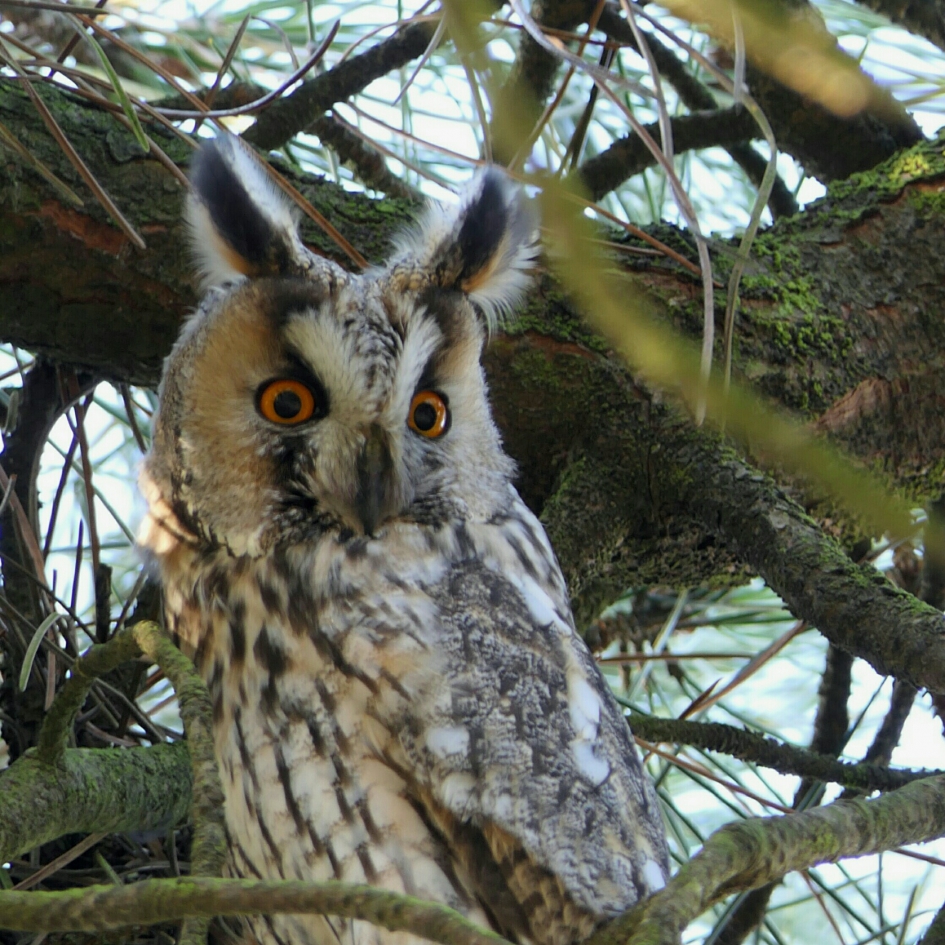 Ransuil - Vogels - Ransuil