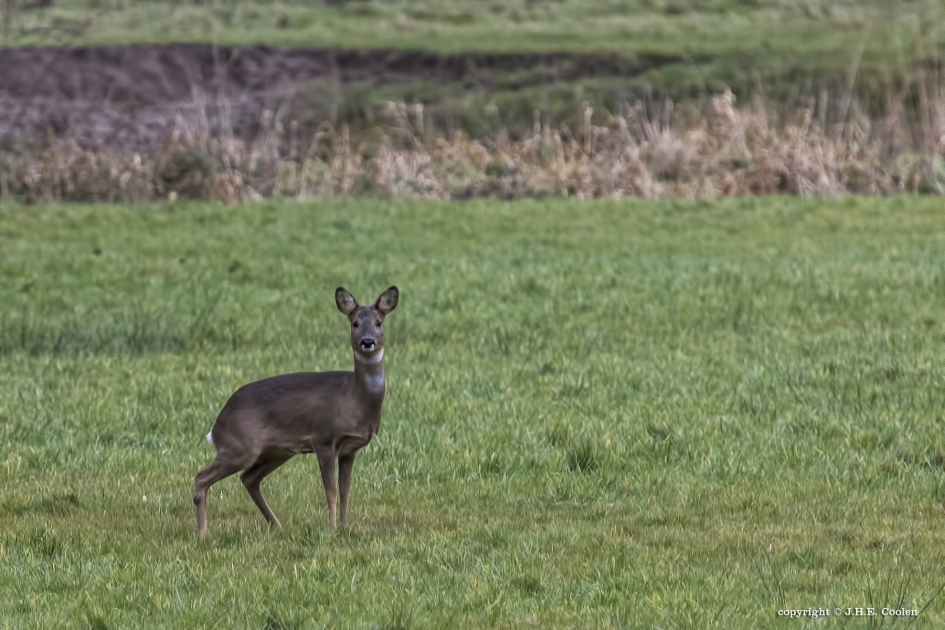 Ree - Zoogdieren - Ree