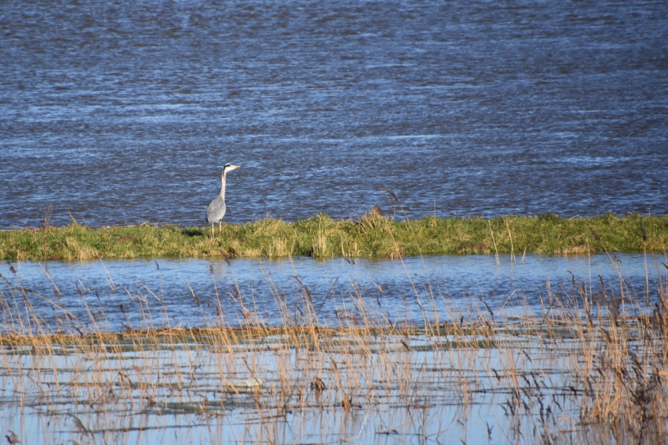 Reiger - Vogels - 