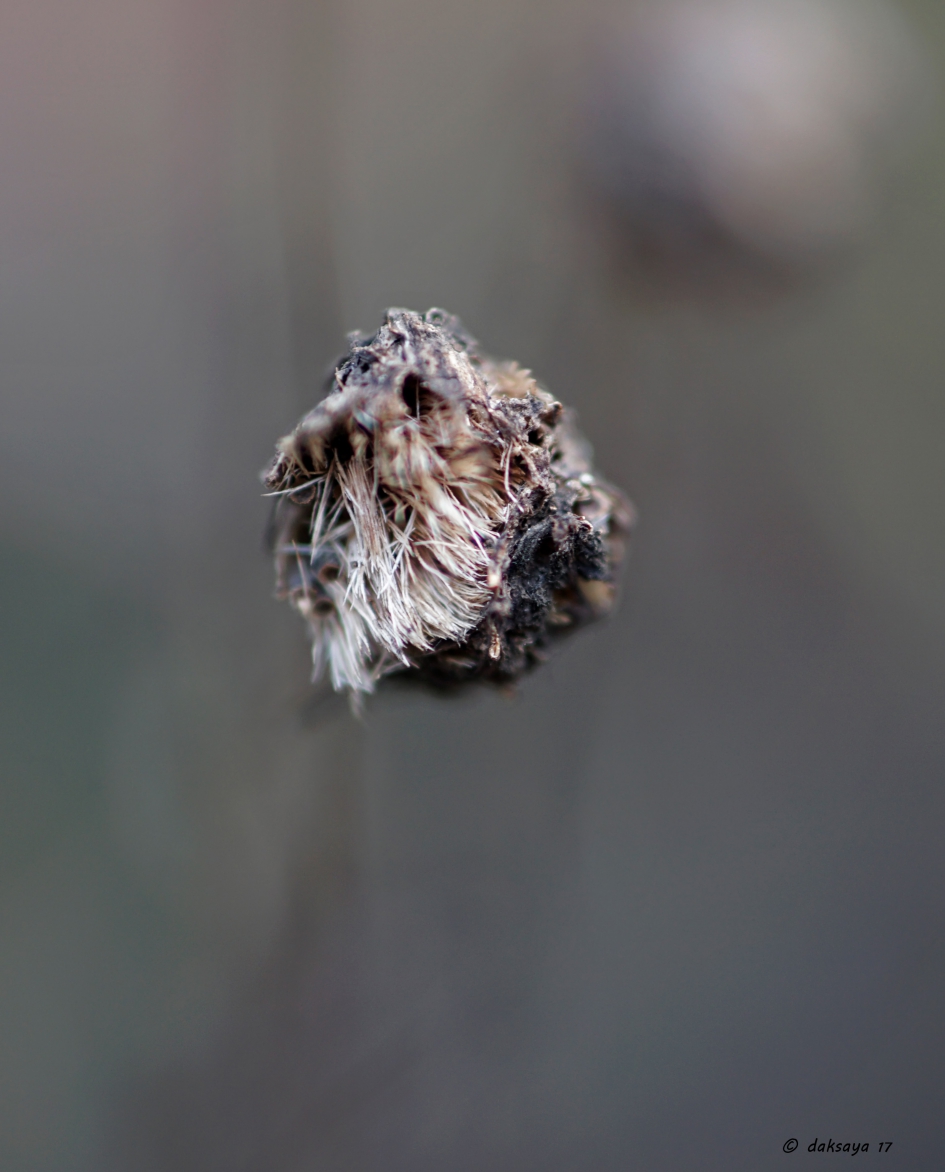 Restant.. - Planten - ?