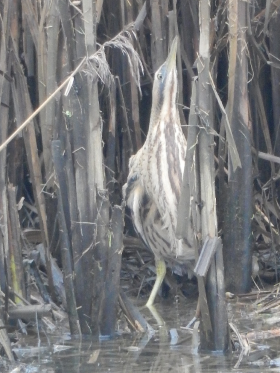 Roerdomp in de Biesbosch - Geleedpotigen - 