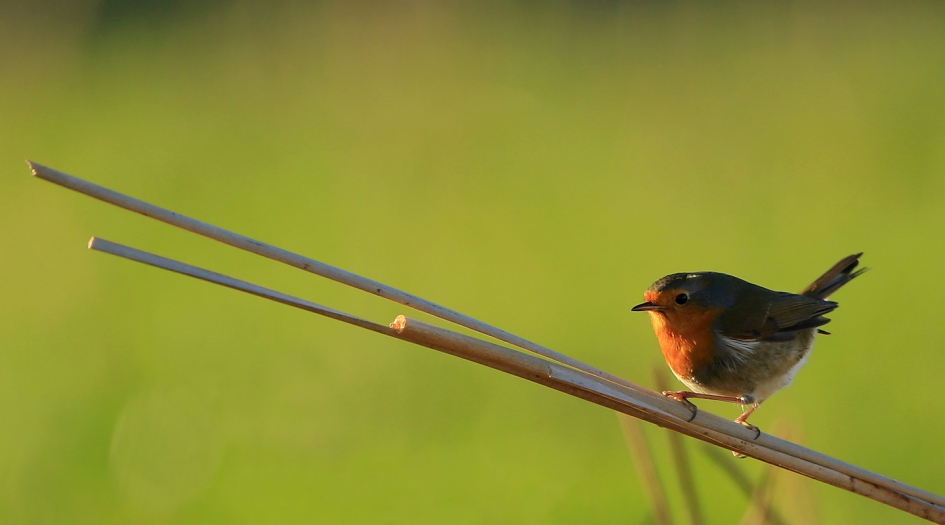 Roodborst - Vogels - Roodborst