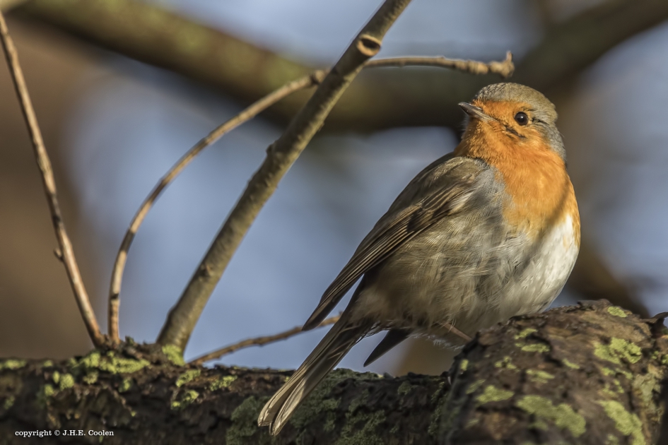 Roodborst - Vogels - Roodborst