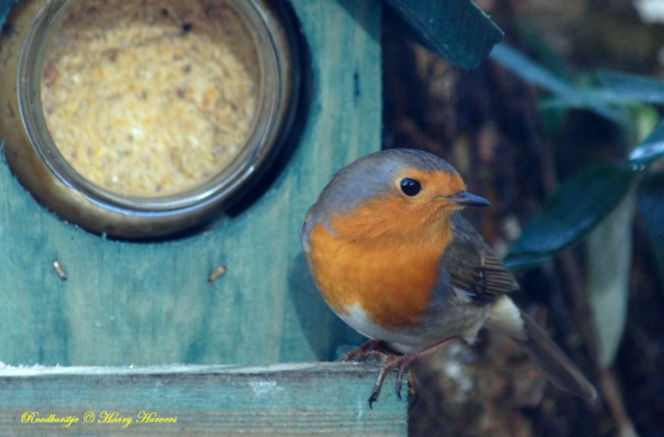 Roodborstje - Vogels - Roodborstje