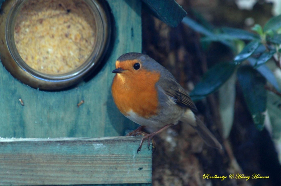 Roodborstje - Vogels - Roodborstje