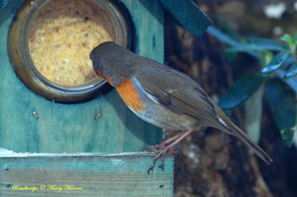 Roodborstje - Vogels - Roodborstje