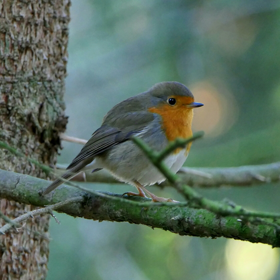 Roodborstje - Vogels - Roodborstje