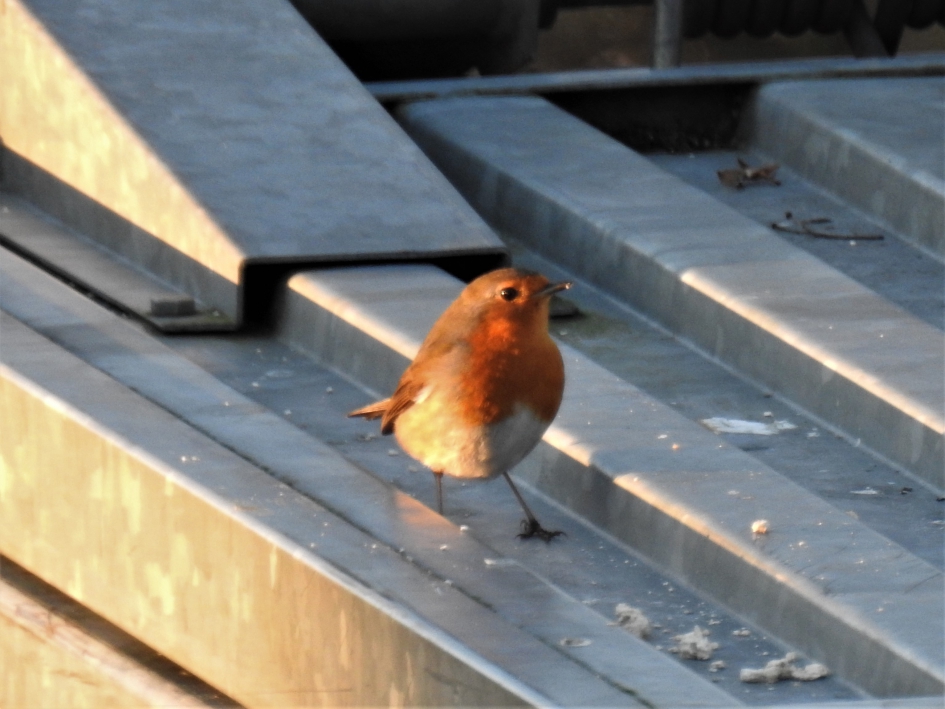 Roodborstje op vuilniscontainer - Vogels - Roodborstje