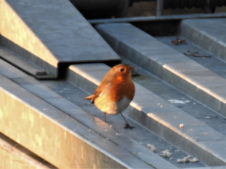 Roodborstje op vuilniscontainer