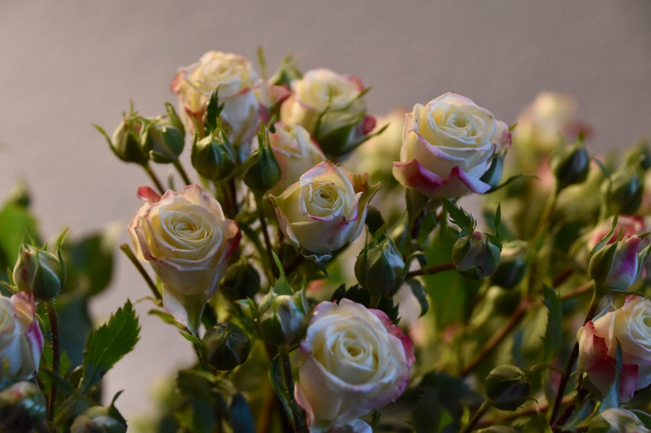 Roosjes 2 - Planten - 