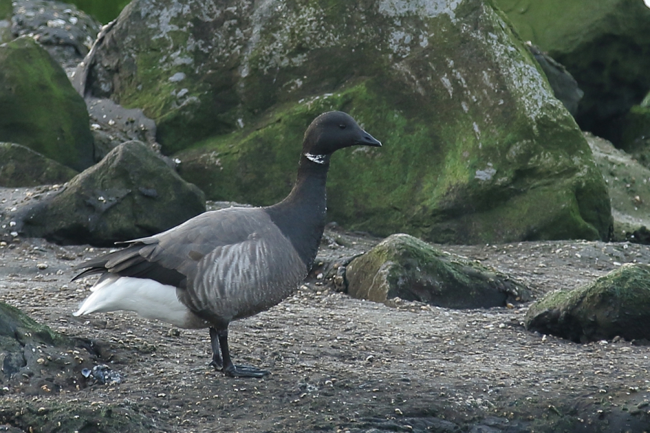 rot(s)gans - Vogels - 