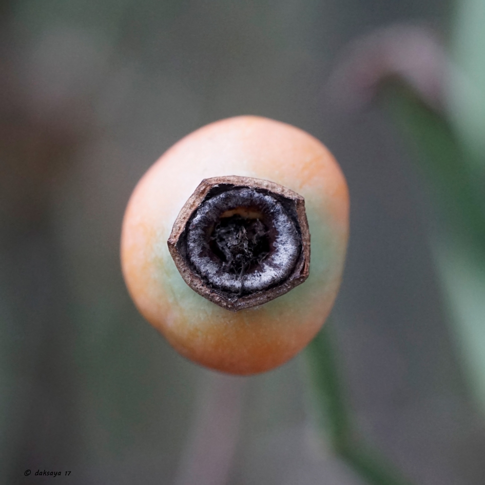 Rozenbottel - Planten - 