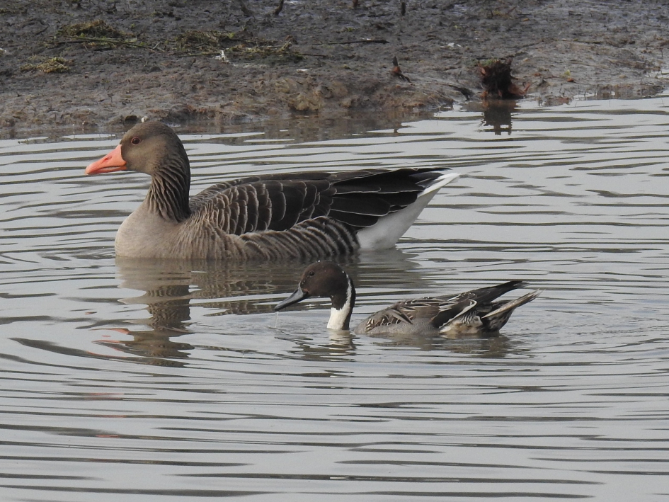 Samen op de foto - Vogels - Grauwe gans en Pijlstaart