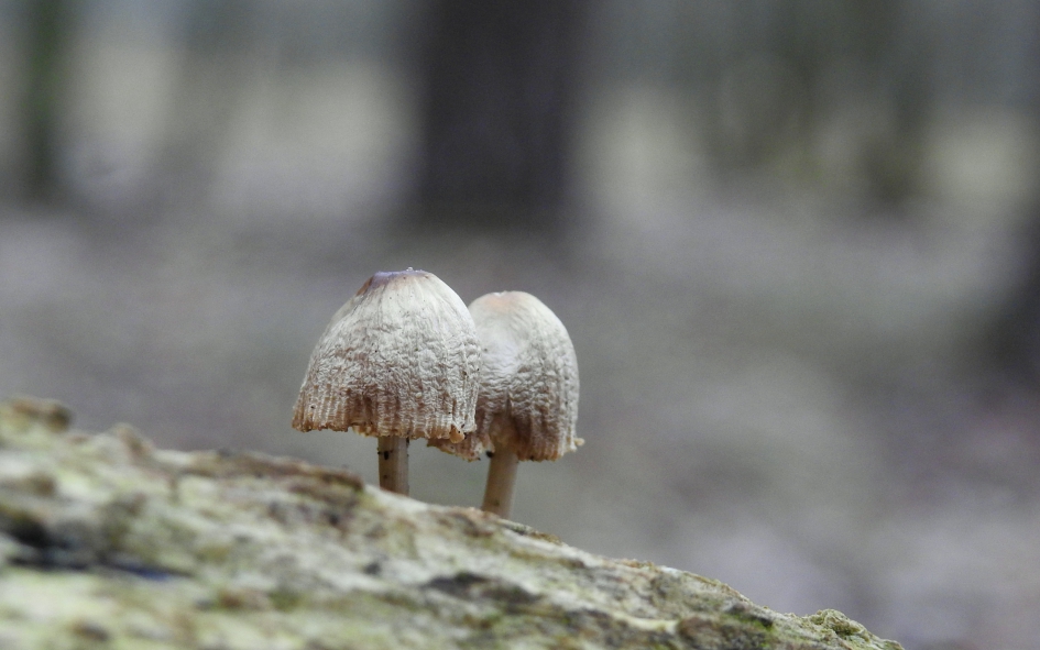 Samen oud worden - Schimmels - 