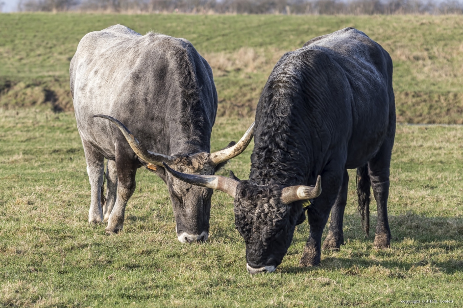 Samen uit eten - Zoogdieren - Maremmana rund