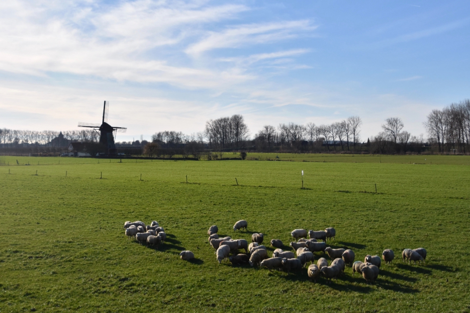 Schapen achter de dijk.. - Zoogdieren - 