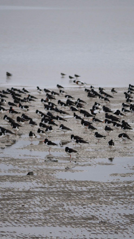 Scholeksters op Terschelling