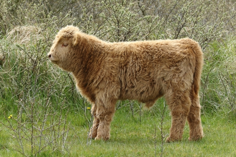Schotse hooglander -onvolwassen-