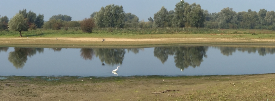 Serene stilte. - Weer en landschap - Grote Zilverreiger