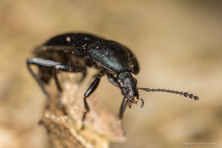 Slakkenaaskever - Geleedpotigen - Slakkenaaskever