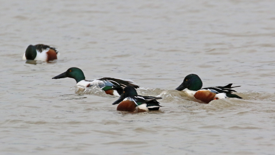 Slobeenden - Vogels - 