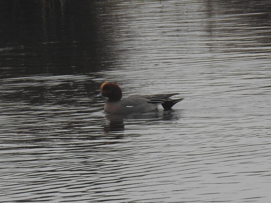 Smient man - Vogels - Smient