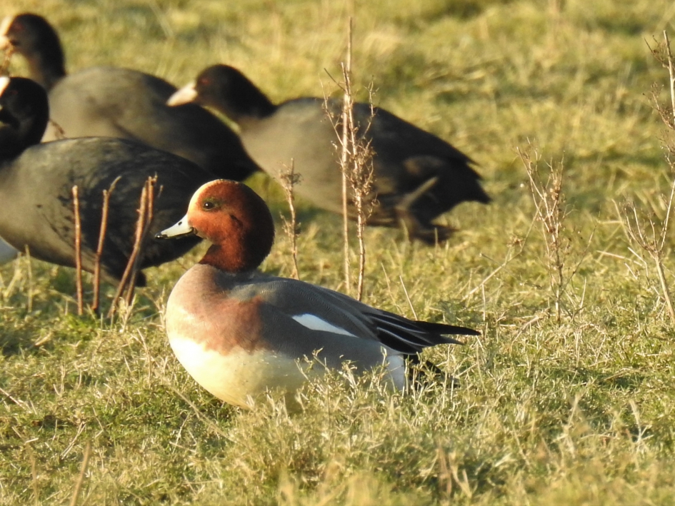 Smient met op de achergrond meerkoeten - Vogels - Smient