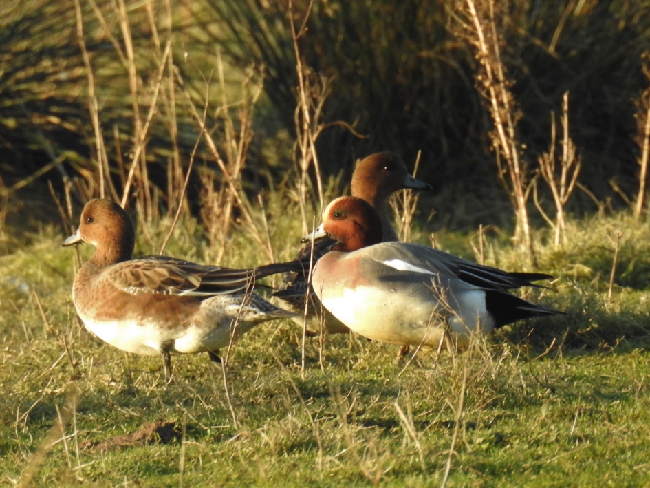 Smienten - Vogels - Smient