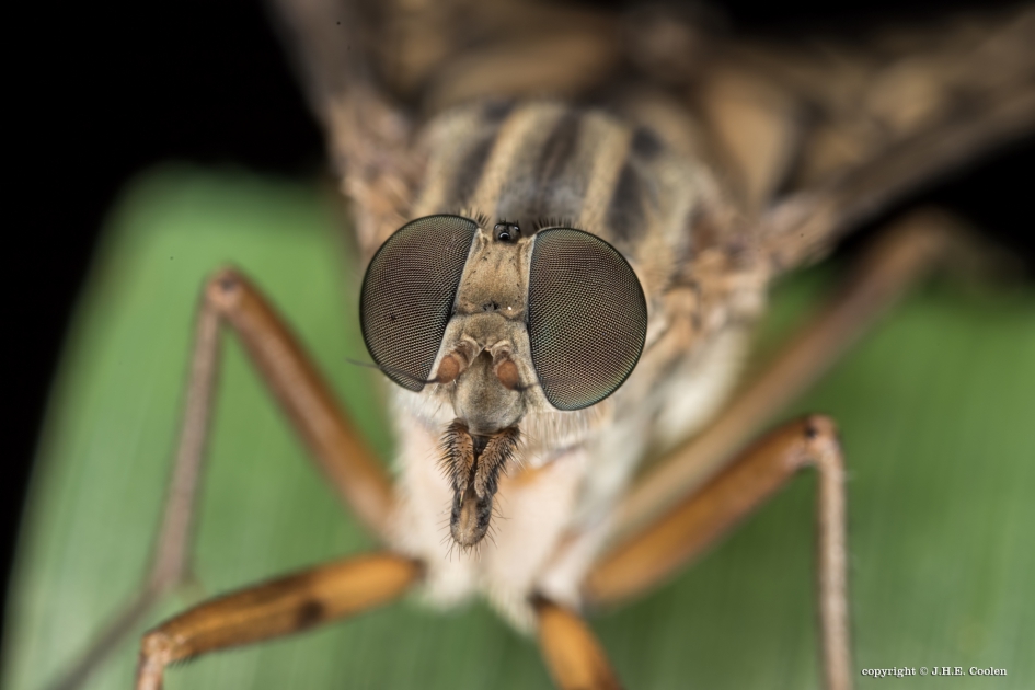 Snavelvlieg - Geleedpotigen - Snavelvlieg