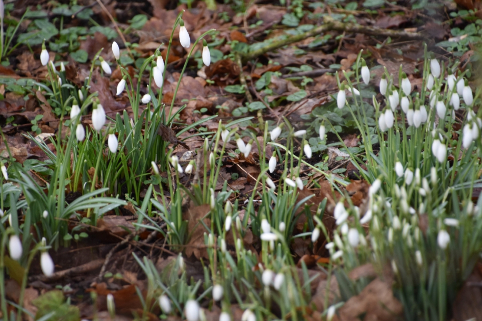 Sneeuwklokjes - Planten - 