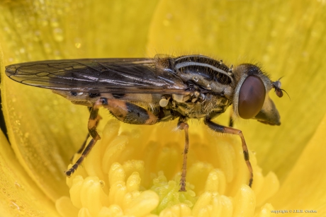 Snuitwaterzweefvlieg (Anasimyia lineata)