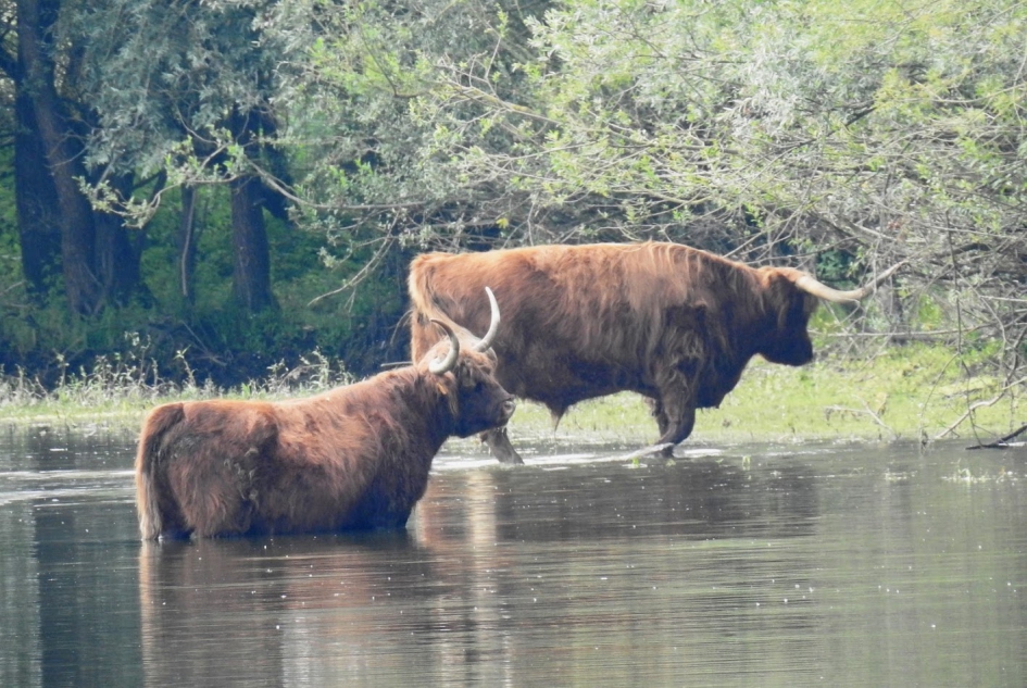 Soms staat het water hoog - Weer en landschap - 