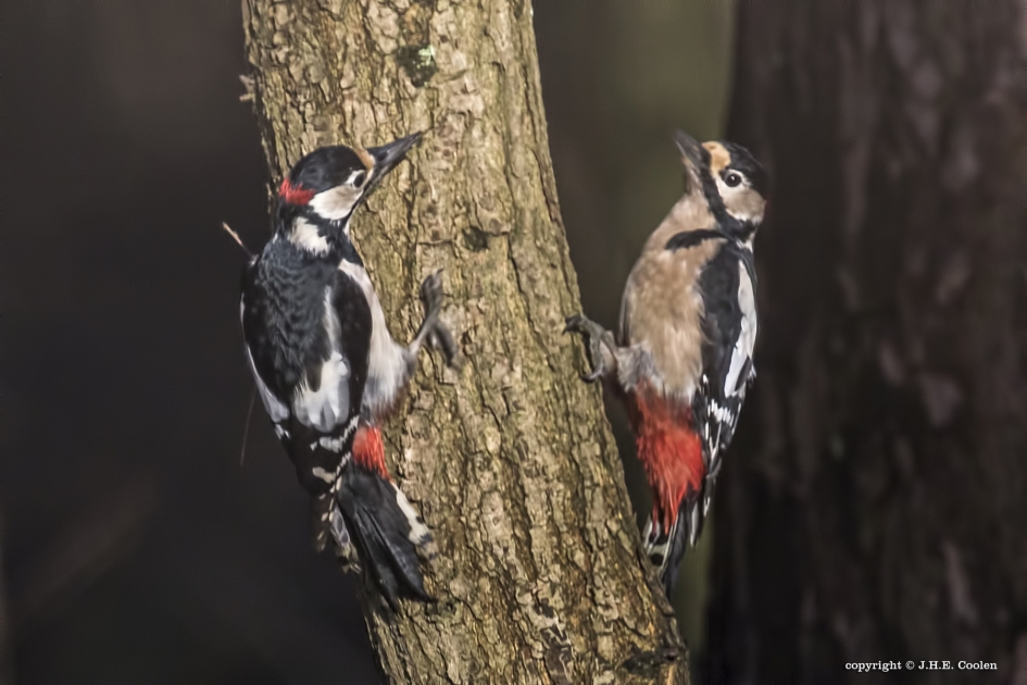 Spiegel - Vogels - Grote bonte specht