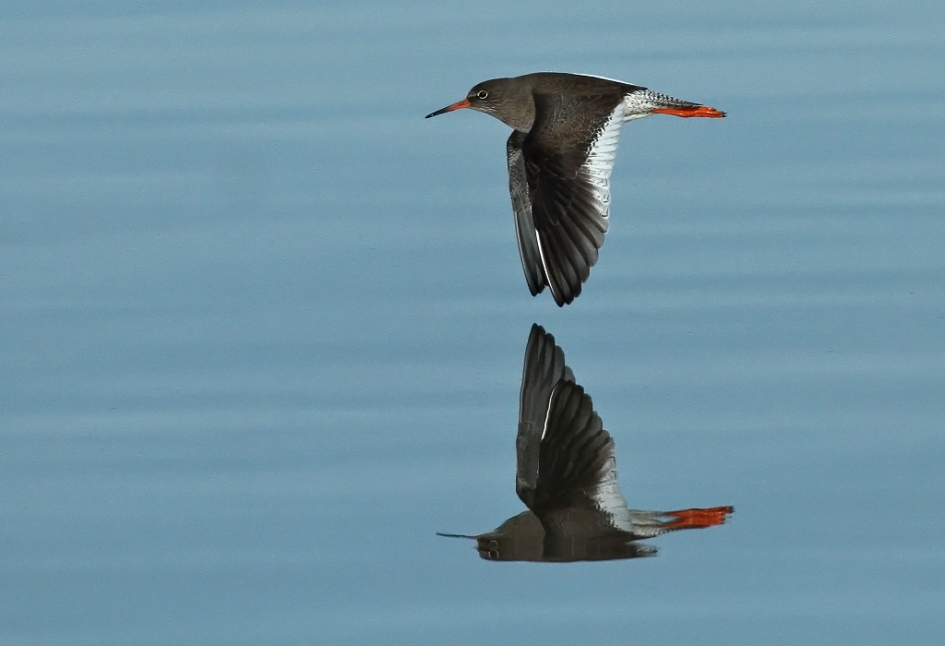 Spiegeltje - Vogels - Ijslandse Tureluur
