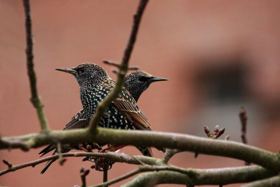 Spreeuwen - Vogels - 