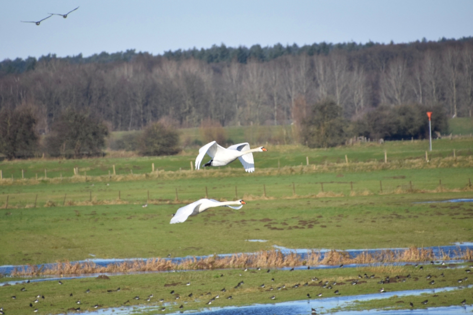 Steeds hoger - Vogels - 