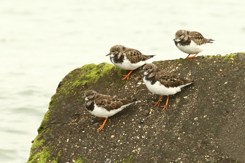 steenloper - Vogels - 