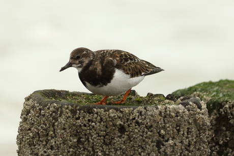 steenloper.....maar nu even paalloper