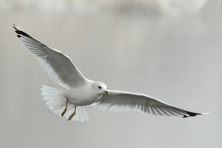 stormmeeuw - Vogels - 