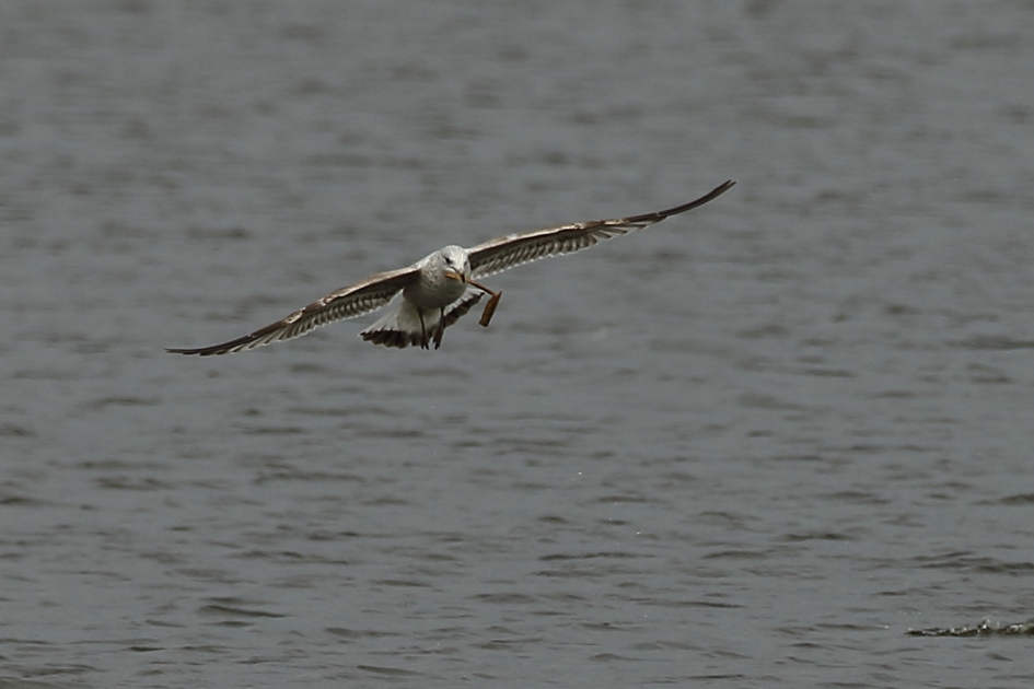 stormmeeuw - Vogels - 