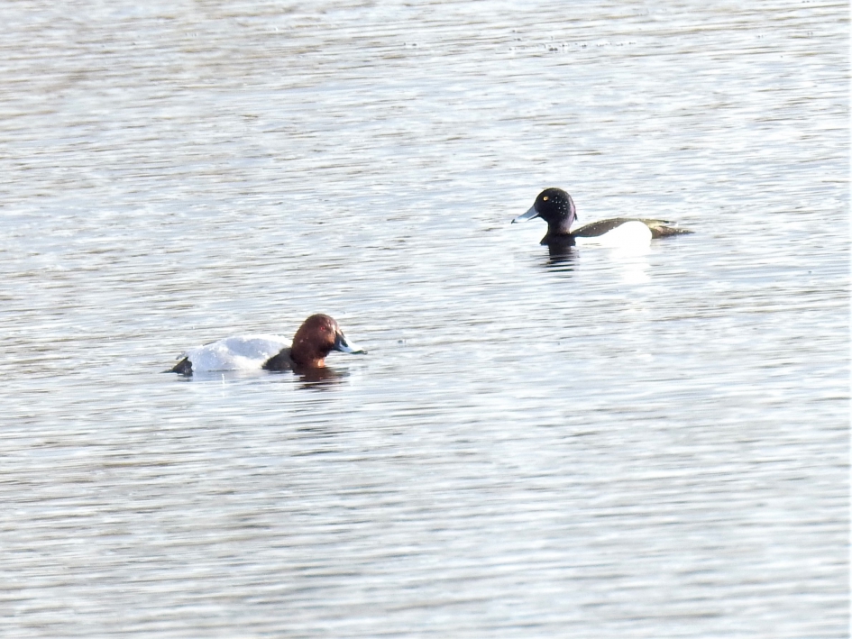 Tafeleend man en kuifeend man - Vogels - Tafeleend en kuifeend