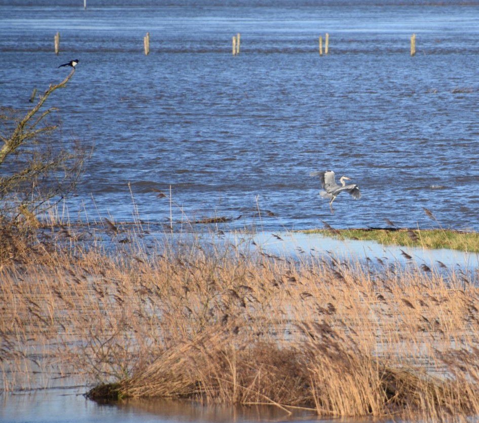 Hier maar proberen... - Vogels - 