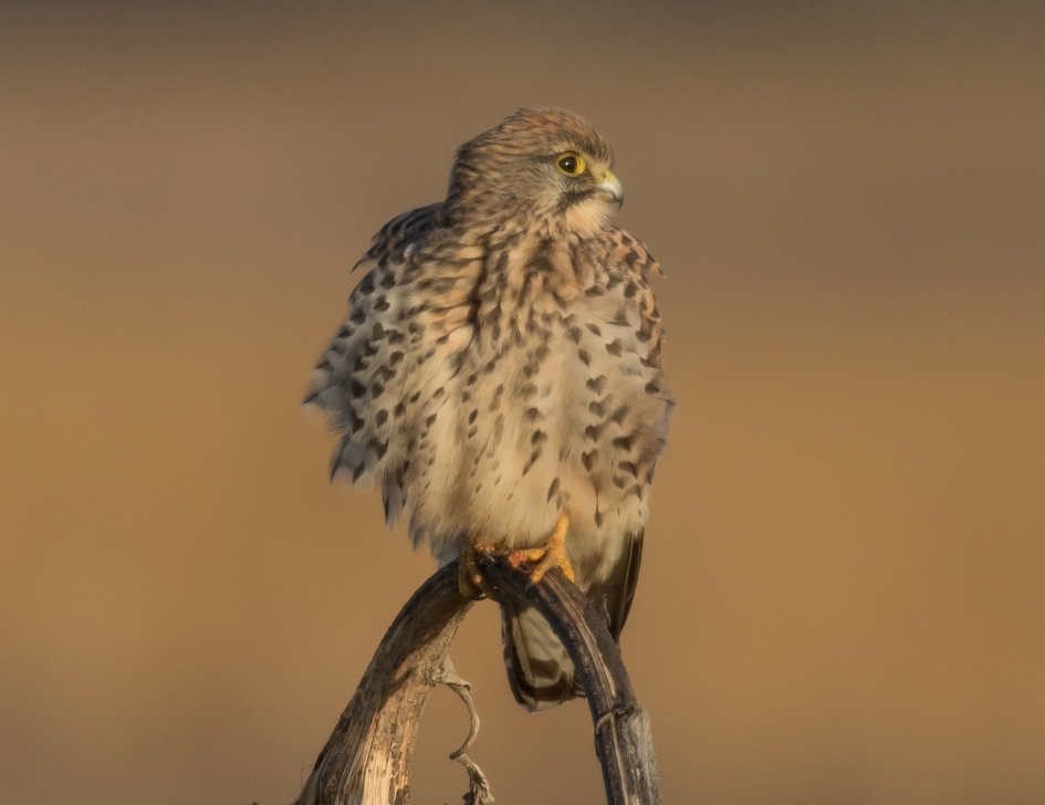 Torenvalk op een uitgebloeide zonnebloem - Vogels - Torenvalk