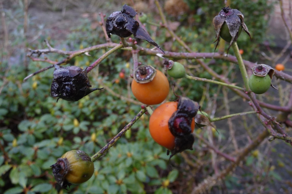 Toverbalkleurtjes - Planten - 