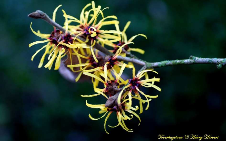 Toverhazelaar in bloei - Planten - Toverhazelaar