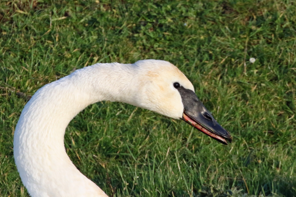 Trompetzwaan - Vogels - 