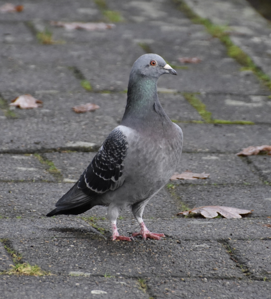 Trotse duif - Vogels - 